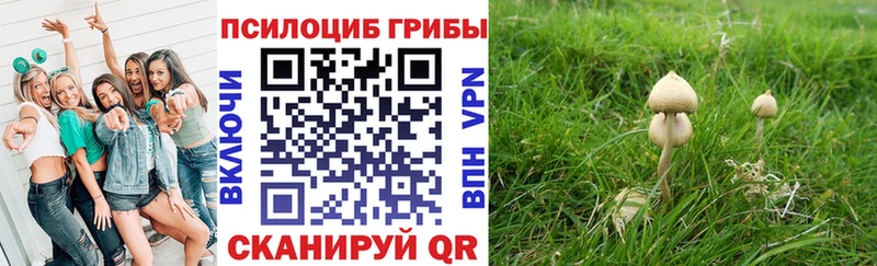 где можно купить наркотик  darknet как зайти  Галлюциногенные грибы Psilocybe  Сланцы 